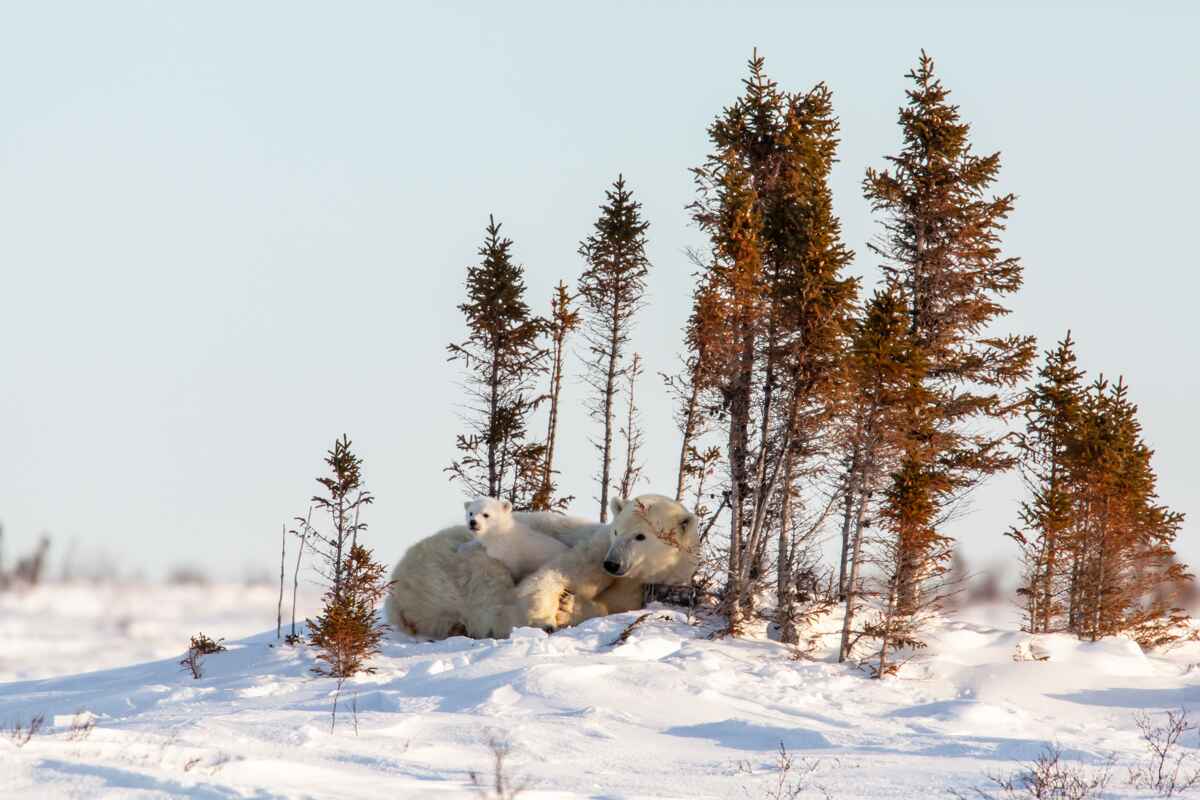 Polar Bear Mother & Newborn Cubs Safari